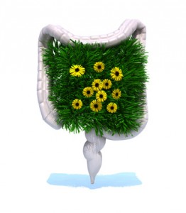 disbiosis intestinal