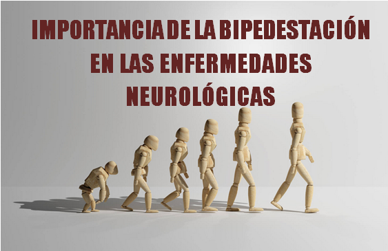 bipedestación articulo ademto